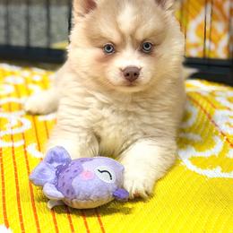 Skimmer - Lavender male Pomsky puppy in Centerville, Iowa from LJ Kennels Pomskies, LLC