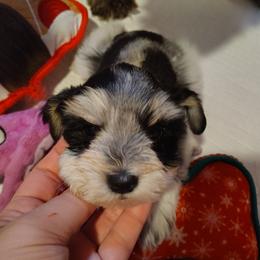 Boy 4 - male Miniature Schnauzer puppy in Florida from Central Florida Schnauzers