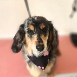 Delilah - Dachshund