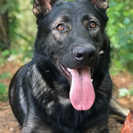 German Shepherds from Von Mello Shepherds