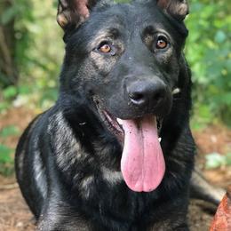 German Shepherds from Von Mello Shepherds