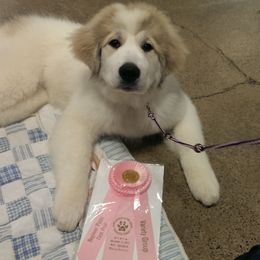Great Pyrenees Puppies from Pyradigm Great Pyrenees