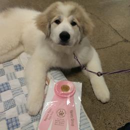 Great Pyrenees Puppies from Pyradigm Great Pyrenees