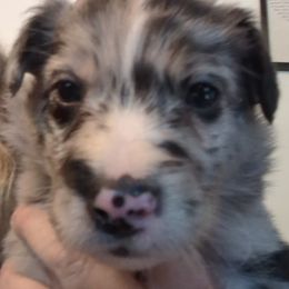 Boy 2 - male Australian Shepherd puppy in Whitsett, North Carolina from GOLDSTAR & HARDINS AUSSIES
