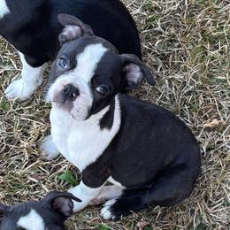 Boy 2 - Black and white male Boston Terrier puppy in Mc Donough, Georgia from Ballard Boston Terriers