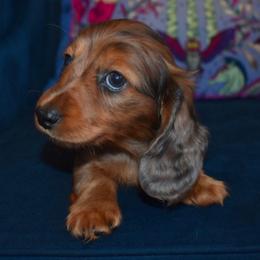 Bobby - Dapple male Dachshund puppy in Georgetown, Texas from TopShelf Dachshunds