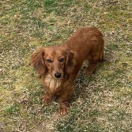Sugar - Dachshund