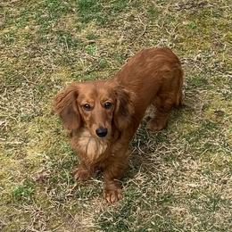 Sugar - Dachshund