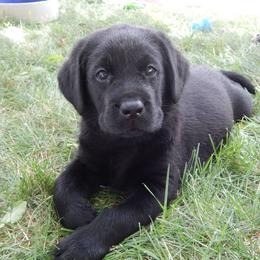 Labrador Retriever Puppies from Destiny Labradors