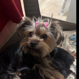 Laynie - Yorkshire Terrier
