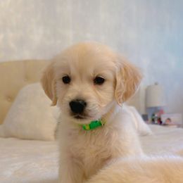 Golden Retriever Puppies from Goldens of Hope