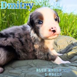 Dmitry - Blue merle male Australian Shepherd puppy in Abilene, Texas from S&K Aussies N' Rotties