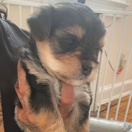 Princess Nala - Black gold and white female Shorkie puppy in Washington, Washington, D.C. from Evelyn Renee House of Aces