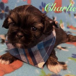 Charlie - Black and tan male Shih Tzu puppy in Hemet, California from Aloha Shih Tzu
