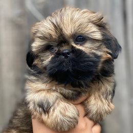 Princess - Red and tan female Shih Tzu puppy in Chico, California from North State Shih tzus