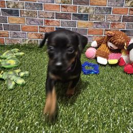 Jackson - Black and tan male Miniature Pinscher puppy in Baton Rouge, Louisiana from Pike's Pups
