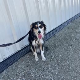 Scruffy - Black tri male Toy Australian Shepherd puppy in Woodlake, California from For the Love of Aussie