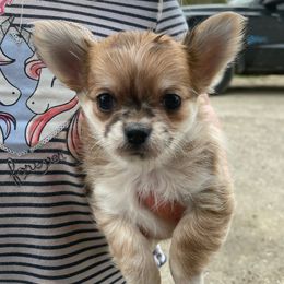 QUEEN - Chihuahua