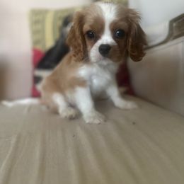 Kissy - Blenheim female Cavalier King Charles Spaniel puppy in Houston, Texas from Valera Cavaliers