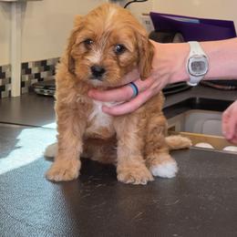 Dale - Apricot male Cavapoo puppy in Lincolnton, North Carolina from Home Sweet Home Puppies