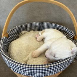 Brown - White female Siberian Husky puppy in Hiram, Ohio from Nyzen Farms