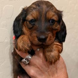 Dachshund Puppies from Aradox Show Dogs