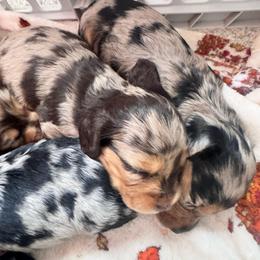 Stephanie - Dapple female Dachshund puppy in Grand Blanc, Michigan from KaMilira Shore Dachshunds