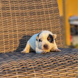 N-5 - Blue speckled male Australian Cattle Dog puppy in Spokane, Washington from 4D Cattle Dogs