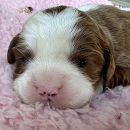 Girl 2 - Red female Cavapoo puppy in Camden, Michigan from FurEver Friends Finder