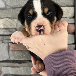 Captain - Black, white and red male Greater Swiss Mountain Dog puppy in Gassaway, West Virginia from Rolling Hills Ranch and Kennels LLC