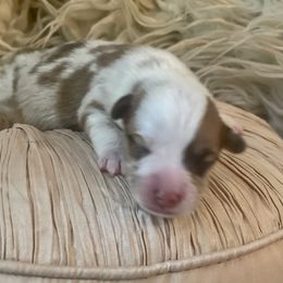 Boy 1 - Pembroke Welsh Corgi puppy in Ridgeland, South Carolina from FOF Lowcountry Corgis