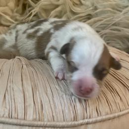 Boy 1 - Pembroke Welsh Corgi puppy in Ridgeland, South Carolina from FOF Lowcountry Corgis