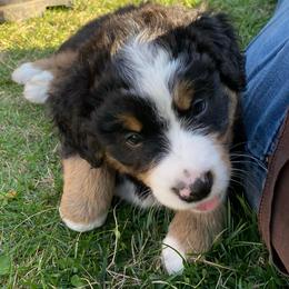 Virginia - Tri-color female Bernese Mountain Dog puppy in Rural Retreat, Virginia from Bernese Bunker