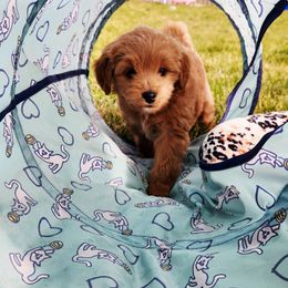 Westley - Apricot male Goldendoodle puppy in Grand Junction, Colorado from QP Doodles