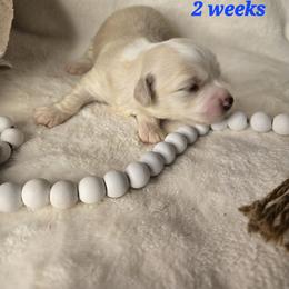 Skye - Gold sable female Havanese puppy in Trinity, Alabama from Tooties Cuties Havanese