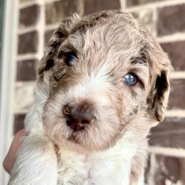 Sweet Cheeks - Merle male Goldendoodle puppy in Mc Kinney, Texas from Flair Doodles