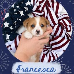 Francesca Bridgerton - Red merle and white female American Corgi puppy in Lake Havasu City, Arizona from London Bridge Corgis