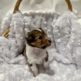 LILAC - Sable & white female Toy Shetland Sheepdog puppy in Livonia, Michigan from M7’s Shelties, Toonies & AussieDoodles