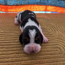 Girl 1 - Black brown and white female Basset Hound puppy in Noblesville, Indiana from Russell Bassets