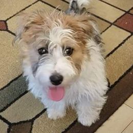 Russell Terrier Puppies from Jumpin' Jack's Terriers