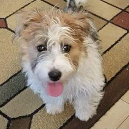 Russell Terrier Puppies from Jumpin' Jack's Terriers