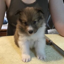 Shetland Sheepdog Puppies from Belmar Shetland Sheepdogs