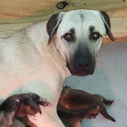 Anatolian Shepherd Dogs from Harris' Anatolian Livestock Guardian Dogs