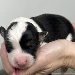 Sapphire (fluffy) - Black and tan female Pembroke Welsh Corgi puppy in Waco, Texas from The Comma Corgis
