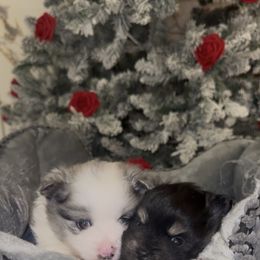 Pomeranian puppies from AMAYSING Pups