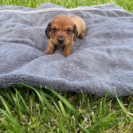 Rose - Dachshund puppy in Salvisa, Kentucky from Howell’s Hounds