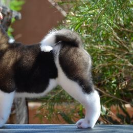Akita Puppies from Aces-Up Akitas
