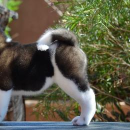 Akita Puppies from Aces-Up Akitas
