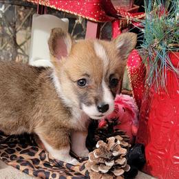 Leopard bandana girl - Red female Pembroke Welsh Corgi puppy in Cherokee, Oklahoma from MCS Farms-OK