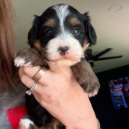 Black tri female - Tri-color female Bernedoodle puppy in Lincoln, Nebraska from GRand Doodles